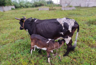 زمین در فومن حاجی اباد ۲۰۷ متر