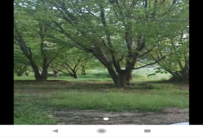 باغ گردو آب همیشگی روستای آران سرسراب