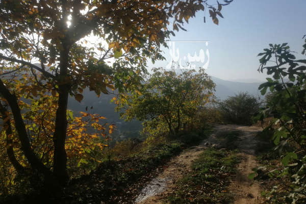 زمین باغی ۸۰۰ متر روستای لوط باغ گردو گیلاس و سیب-1