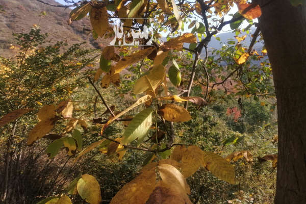 زمین باغی ۸۰۰ متر روستای لوط باغ گردو گیلاس و سیب-3