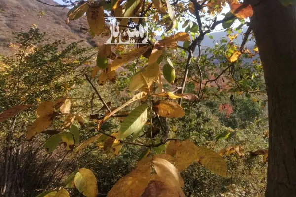 زمین باغی ۸۰۰ متر روستای لوط باغ گردو گیلاس و سیب - تصویر 3