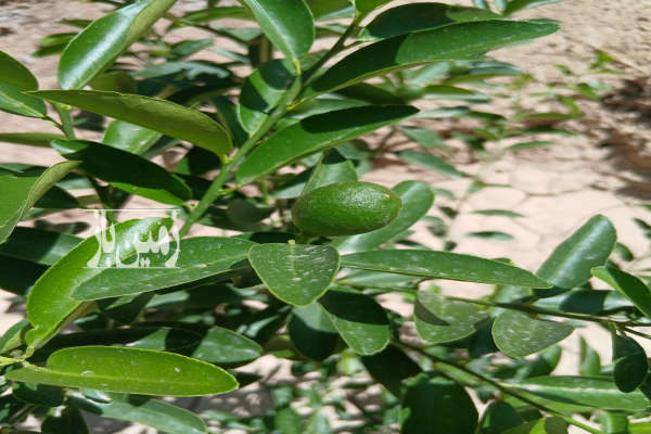 زمین باغی درختان یکساله دو نبش روستای مختار-2