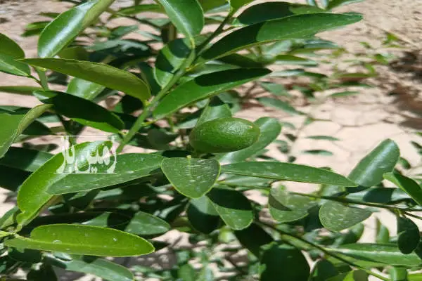 زمین باغی درختان یکساله دو نبش روستای مختار - تصویر 2