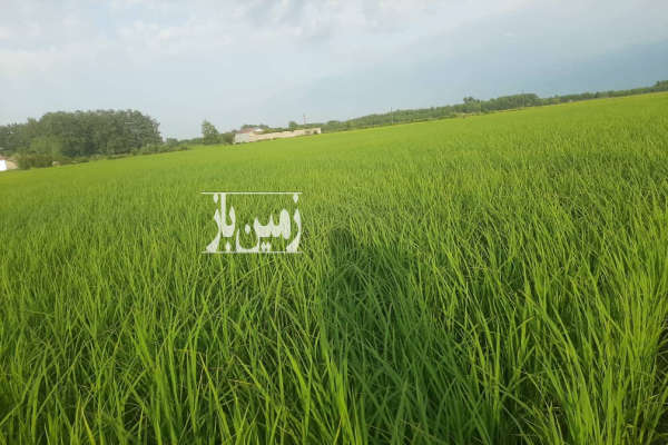 زمین ۴۲۰۰۰ متر کشاورزی مسکونی همراه خانه-1