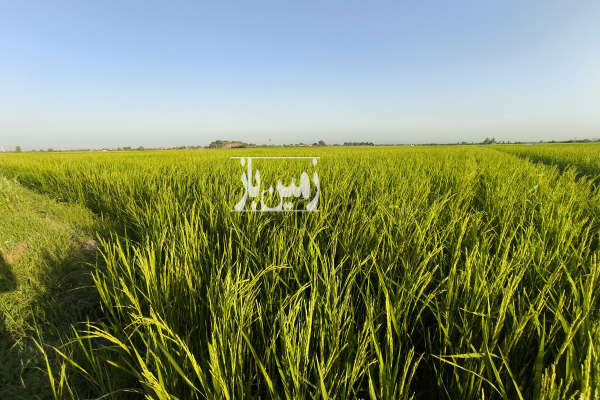 زمین شالیزاری ۵ هزار متری در دشت ناز روستای سوربن-1