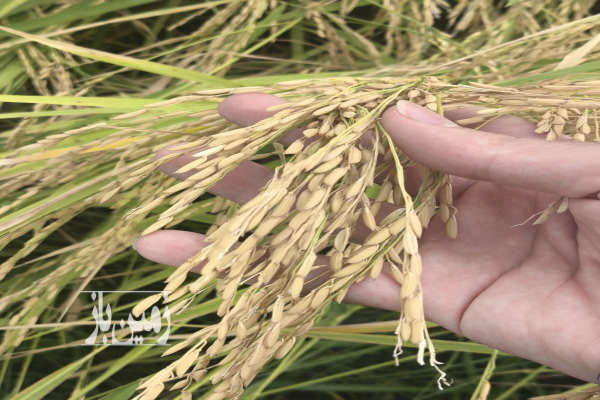 زمین شالیزاری ۵ هزار متری در دشت ناز روستای سوربن-3