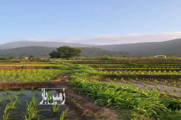 زمین کشاورزی در جیسا متل قو ۳۵۰۰ متر-4