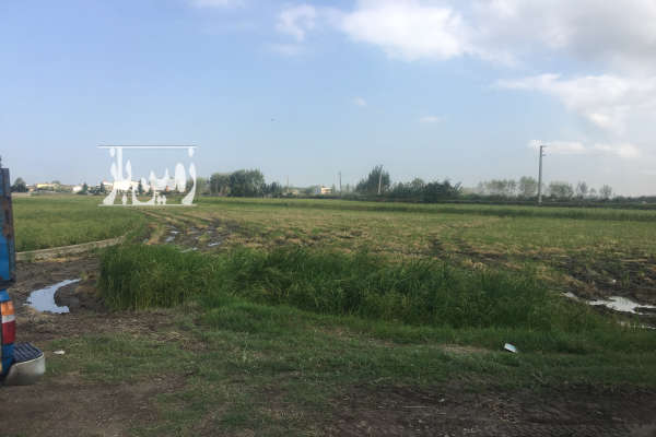 زمین کشاورزی ۸ هزار متر بغل ابندان-3