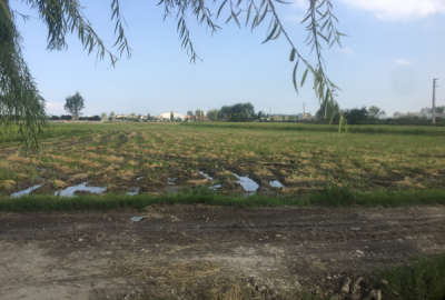 زمین کشاورزی ۸ هزار متر بغل ابندان