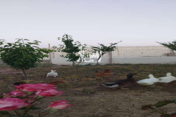 زمین همراه خونه مسکونی در روستای دیال اباد ۶۰۰ متر-4