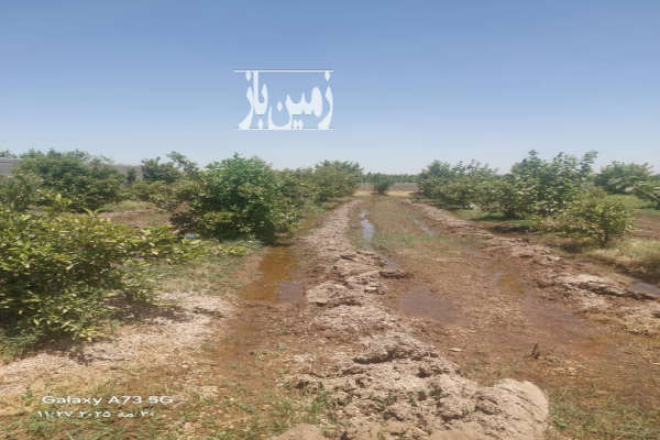 زمین باغچه به مساحت ۶۷۰ متر دزفول صفی آباد-2