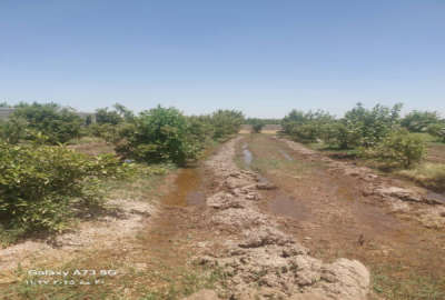 زمین باغچه به مساحت ۶۷۰ متر دزفول صفی آباد