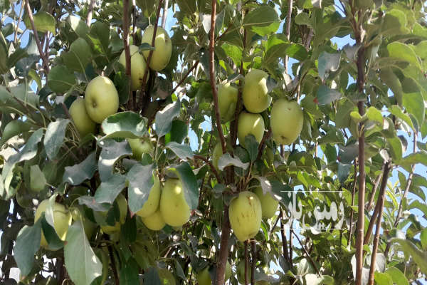 باغ میوه هزار متری چهار دیورای ۲۰۰ متری اتوبان فیروز اباد-2