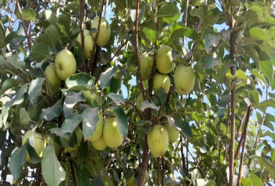 باغ میوه هزار متری چهار دیورای ۲۰۰ متری اتوبان فیروز اباد
