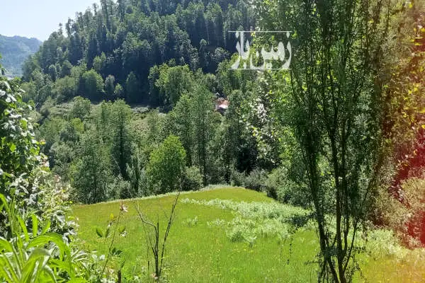 زمین ۱۳۰۰متر در تالش خطبه سرا روستایی محله عباسپور - تصویر 3