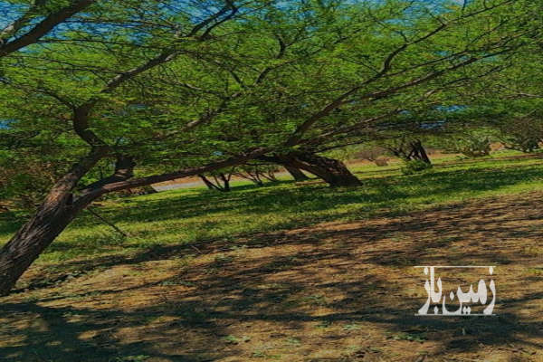 باغ در احمدآباد باباحیدر ۲۰۰۰۰ متر-2