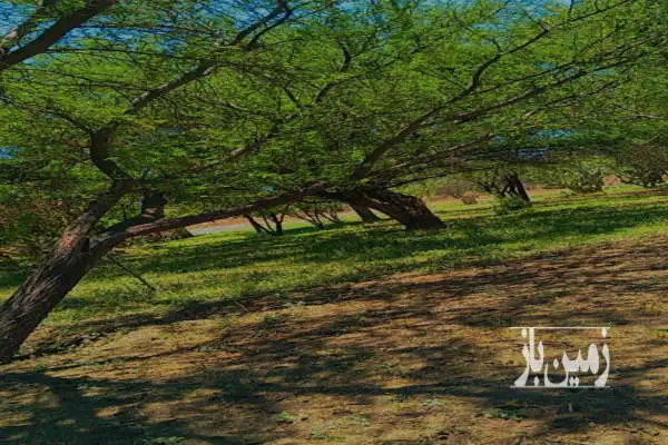 باغ در احمدآباد باباحیدر ۲۰۰۰۰ متر - تصویر 2