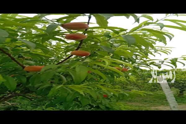 زمین ۳۵۰ متر در ساری روستای طاهرده-3