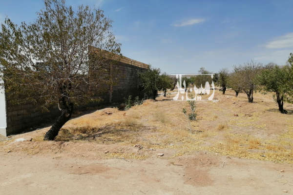 باغ با ۸۰۰ متر زمین ویلایی تنگ چنار دارای پسته-1