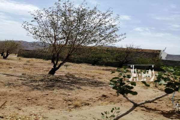 باغ با ۸۰۰ متر زمین ویلایی تنگ چنار دارای پسته-2