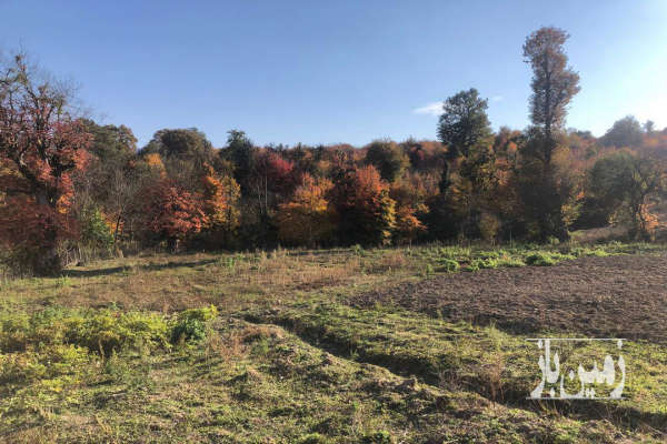 زمین مسکونی جاده کیاسر روستای سادات محله ۱۸۰۰ متر-1