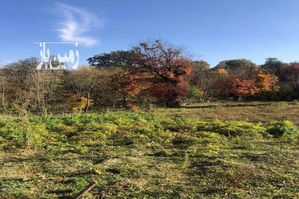 زمین مسکونی جاده کیاسر روستای سادات محله ۱۸۰۰ متر-3