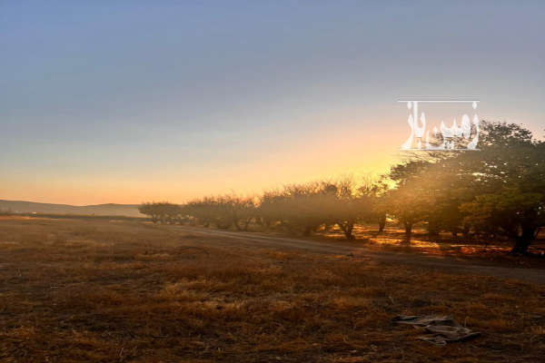 زمین در سربندان باغ فدک ۵۰۰ متر باغی زراعی-1
