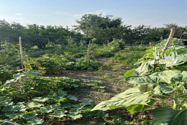 باغچه ۳۵۲ متری در شهرک فرهنگیان گذر روستای سرخکلا-3