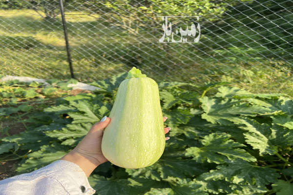 باغچه ۳۵۲ متری در شهرک فرهنگیان گذر روستای سرخکلا-4