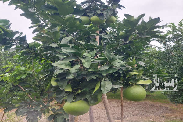 زمین باغی بابل شهرکتاب پائین مرزبال ۳۷۵۰ متر-1