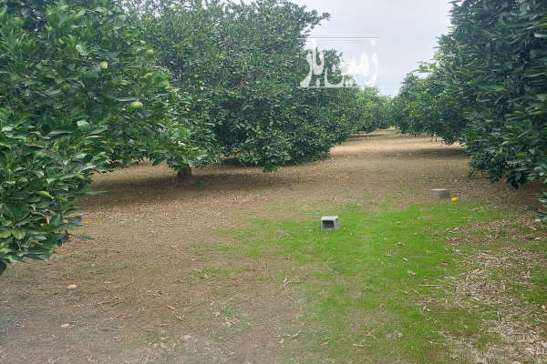 زمین باغی بابل شهرکتاب پائین مرزبال ۳۷۵۰ متر-4