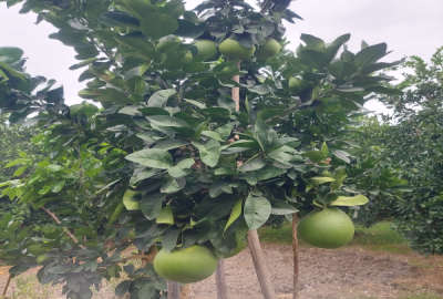 زمین باغی بابل شهرکتاب پائین مرزبال ۳۷۵۰ متر