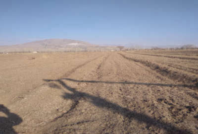 زمین مزرعه ای متراژ یک هکتار بندر محمد عامری