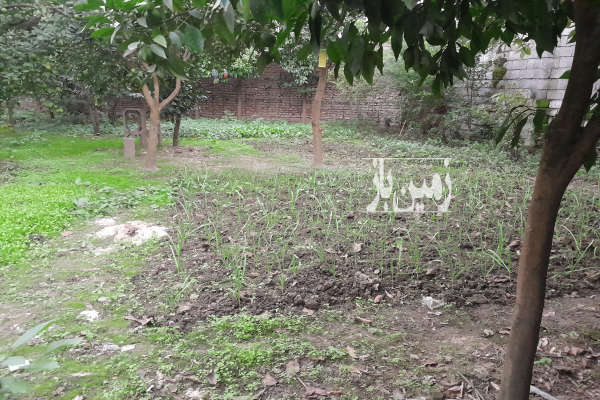 زمین ۳۰۰ متر واقع در بابل روستای خراسان محله-4