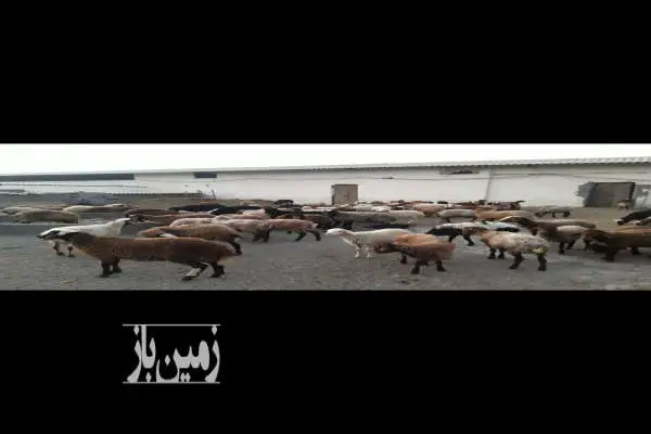 زمین در پلنگ اباد با پروانه دامداری و استخر ۱۰۲۰۰ متر - تصویر 3