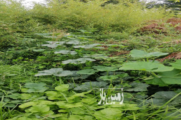 زمین باغی ۲۱۷ متری شهر کومله لنگرود خشکسل-1