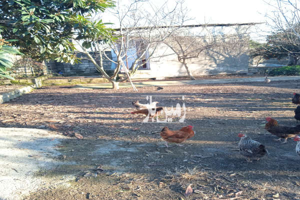 زمین ۸۶۰ متر مسکونی ابتدای جاده واسکس-2