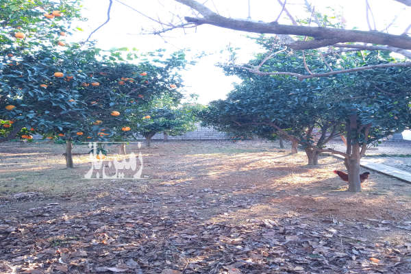 زمین ۸۶۰ متر مسکونی ابتدای جاده واسکس-3