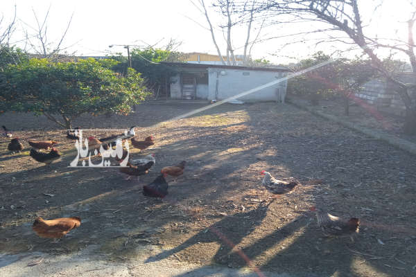 زمین ۸۶۰ متر مسکونی ابتدای جاده واسکس-4