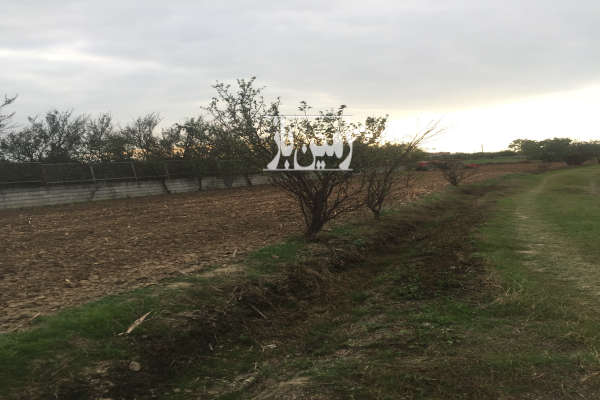 زمین ۱۲۰۰ متر در روستای هلی بهنمیر-3