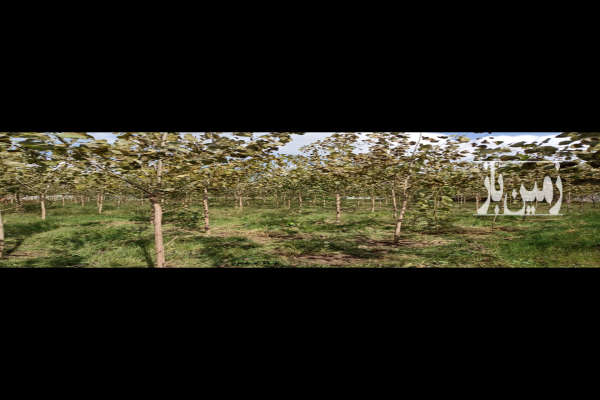 زمین مسکونی باغی ۴۷۰۰ متر در رشت روستایی-1