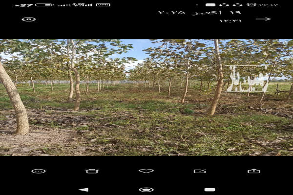 زمین مسکونی باغی ۴۷۰۰ متر در رشت روستایی-3