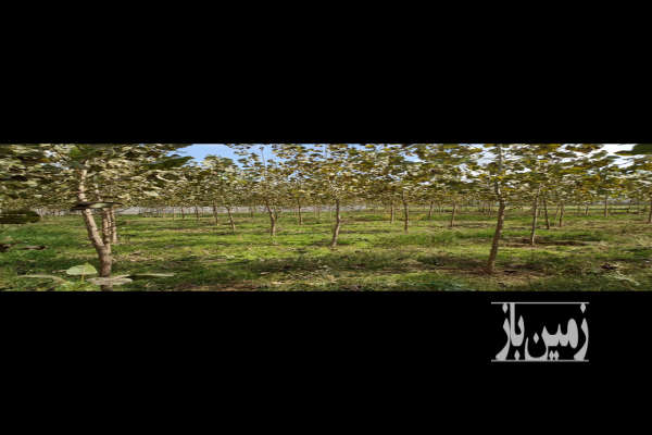 زمین مسکونی باغی ۴۷۰۰ متر در رشت روستایی-4