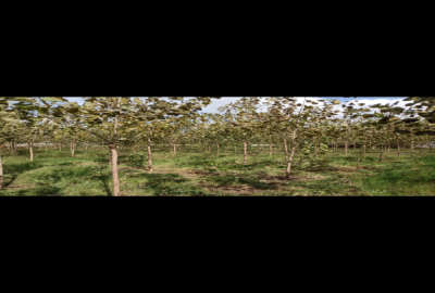 زمین مسکونی باغی ۴۷۰۰ متر در رشت روستایی