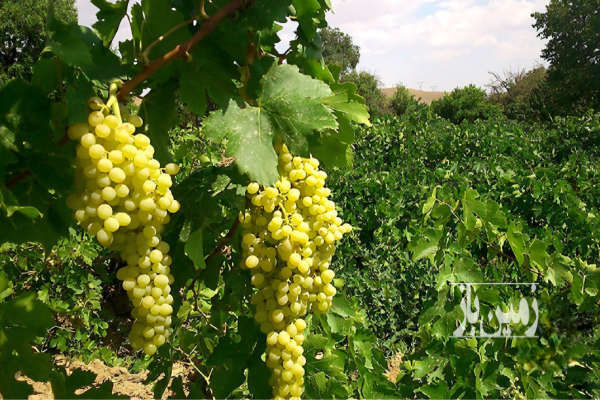 باغ انگور و میوه ۵۰۰۰ متر دارای سهمیه آب-1
