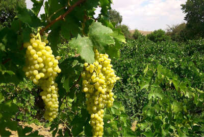 باغ انگور و میوه ۵۰۰۰ متر دارای سهمیه آب