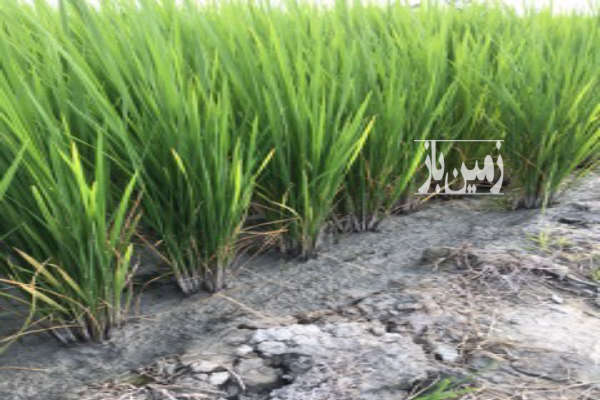 زمین کشاورزی شالیزار ۱۱۴۷۵ متر بندرگز-2