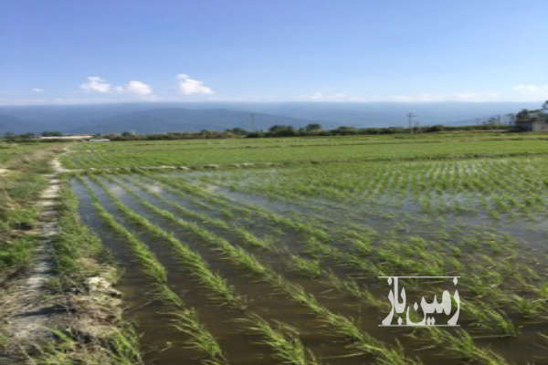 زمین کشاورزی شالیزار ۱۱۴۷۵ متر بندرگز-3