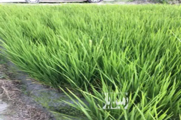 زمین کشاورزی شالیزار ۱۱۴۷۵ متر بندرگز - تصویر 4