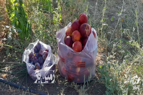 زمین ۳۶۰۰ متر با مجوز گلخانه کامیاران روستای خانم آباد-2